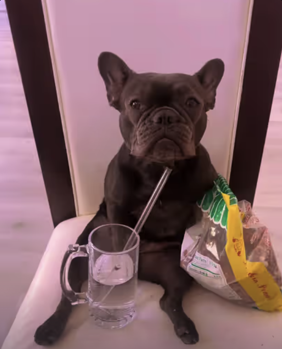 Frenchie is watching her own social media videos !!!